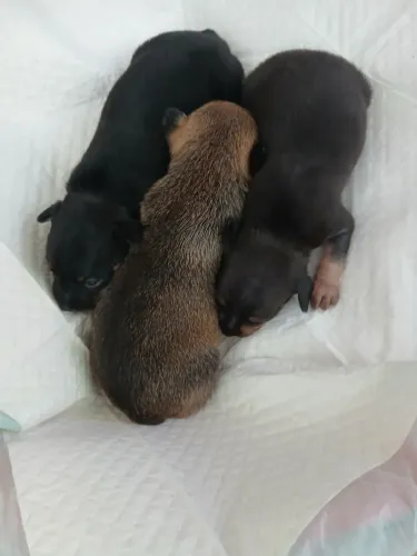 Filhote pinscher macho