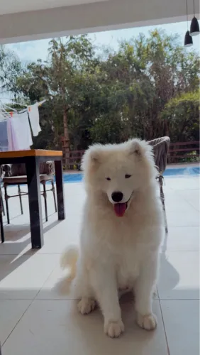 Samoieda 8 meses