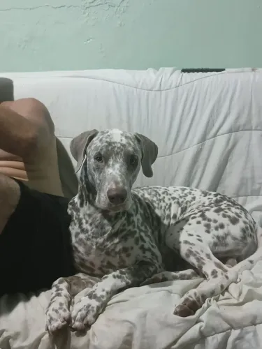 DÁLMATA MACHO DISPONÍVEL PARA CRUZAMENTO