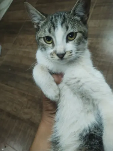 Doando gatinha de 4 meses