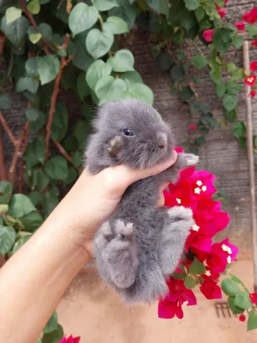 Coelhos de raça mestiça à venda.