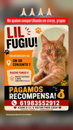 Gato ruivo macho castrado