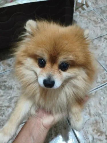 Procura-se namorado pra minha Lulu