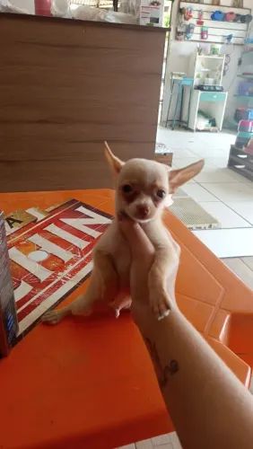 Filhote Chihuahua 