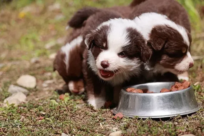 Lindo Filhote Border Collie ?