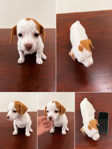 Filhotes de Pinscher a venda com 2 meses.