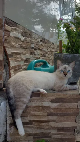Gato - Adulto - 10 meses 