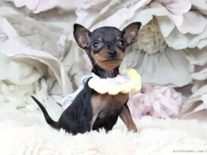 Filhote de cachorro Pinscher/Pincher de pelagem densa e muito dócil