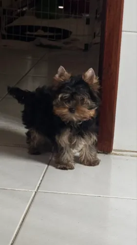 Yorkshire com 3 doses de vacina pedigree CBKC-FCI opcional