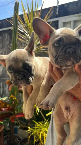 Buldogue Francês Exótico