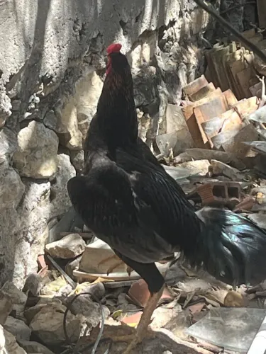 Galo