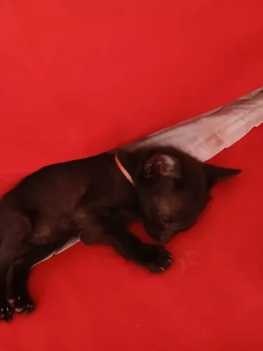 Doando gatos de 2 meses