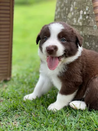 BORDER collie para Cabo Frio