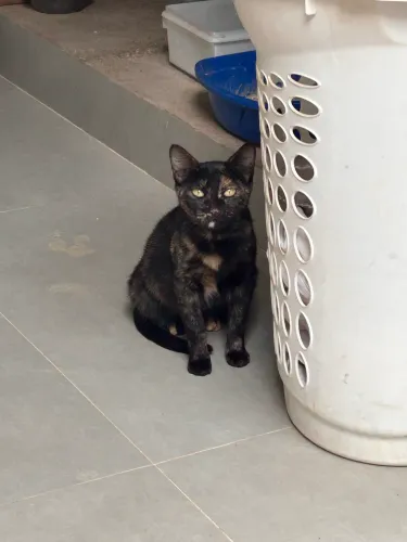 Gatinha linda para adoção