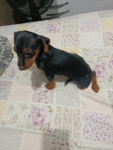 Pinscher misturado com yorkshire