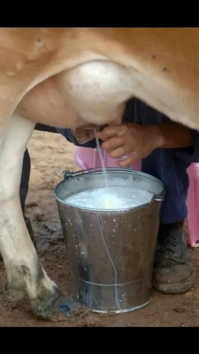 Ração para Vacas e Novilhas em Lactação