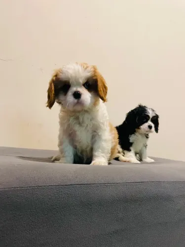 Cavalier fêmea e machinho entrego embarco