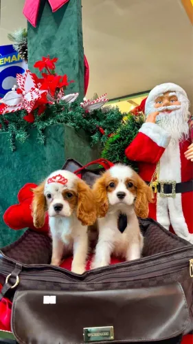 Cavalier king charles espaniel