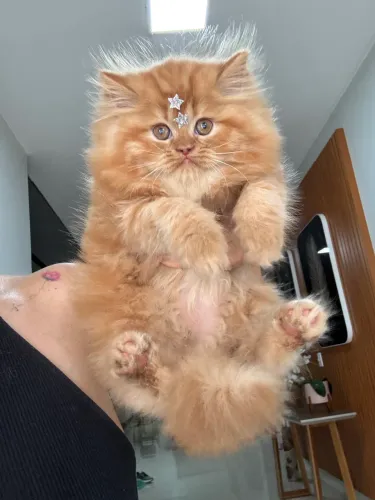 Gato persa
