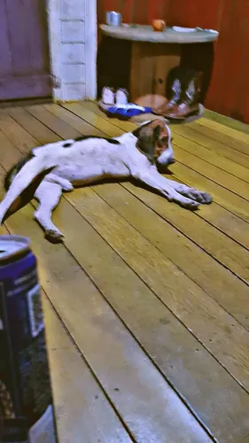 Cão de caça