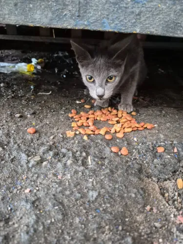Fêmea, 4 meses, cibza de olhos catanho-amarelado 