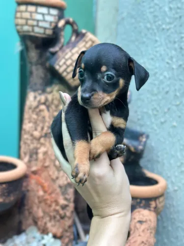 Pinscher número 1