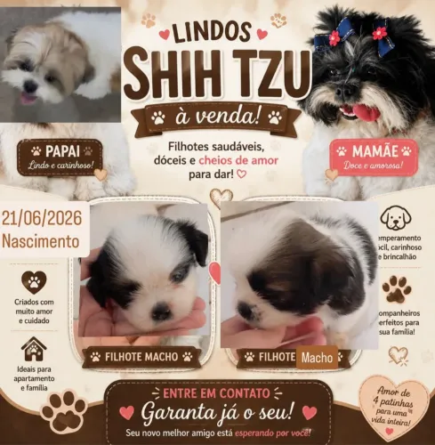 Shitzus