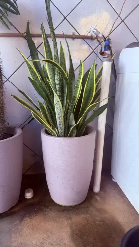 Planta