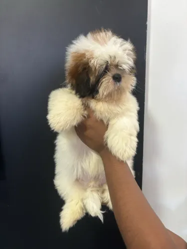 Filhote de Shih tzu