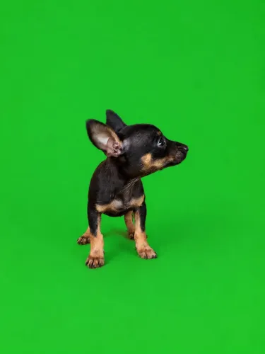 Pinscher mini para criança