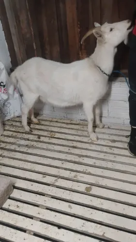 Vendo cabra Saanen