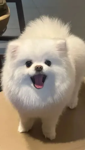 Spitz Alemão: beleza, fofura e muito amor em um só pet!