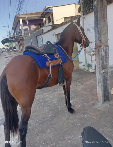 Égua, Mansa, Esperta e boa de rédea... *PRA VENDER RÁPIDO*.