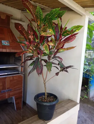 Plantas diversas para decoração.