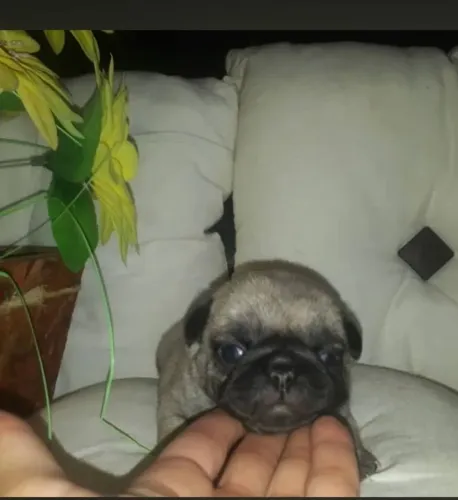 PUG Fêmea