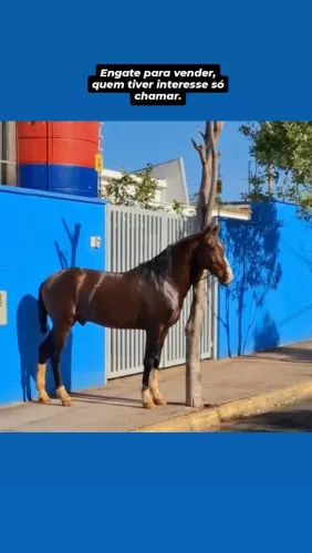Engate cavalo e charrete