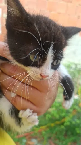 Gatinho frajola filhote