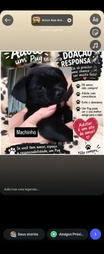 Doação responsável Pug mistura 2 meses machinho