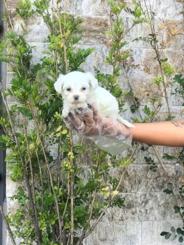 Seu Maltês dos Sonhos Está Aqui ? Segurança e Garantia de Saúde
