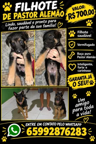 Vendo Filhote Pastor Alemão