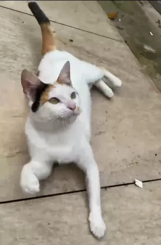 Gatinha p adocao( fêmea adulta)