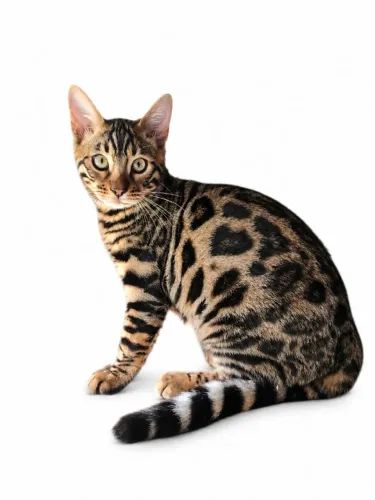 Gato bengal