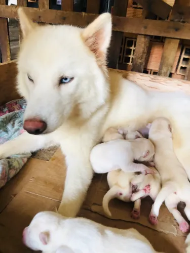 Filhote de Husky Siberiano Raça pura 