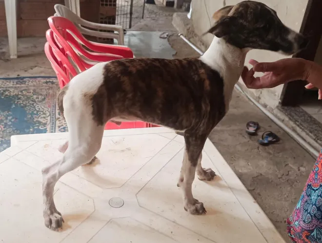 Filhotes de Whippet disponível