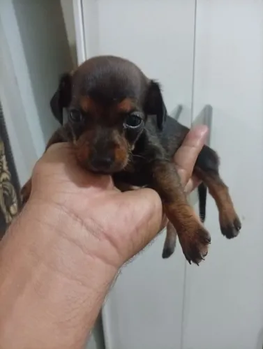 Pinscher n 1 puro