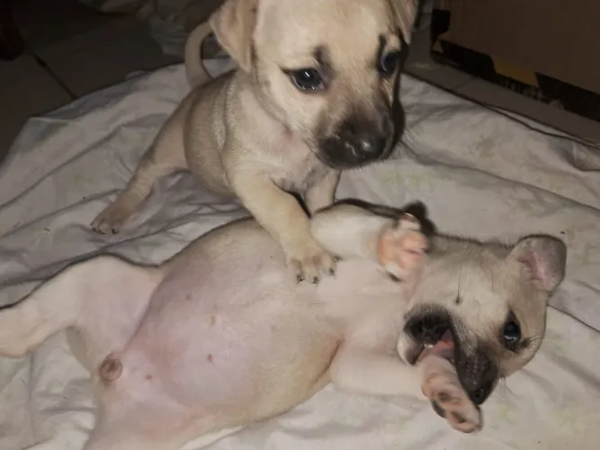 Doando 2 cachorrinhas fêmeas