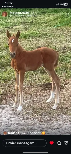 ? MATRIZ 1/2 SANGUE COM DESCENDÊNCIA DE TRABALHO + POTRO MACHO PROMISSOR