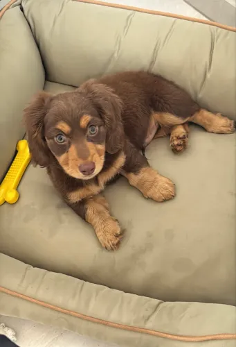Dachshund Macho
