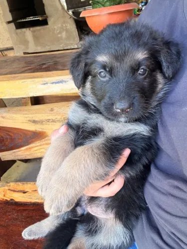 Cachorro