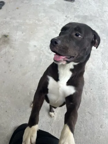 Cachorro